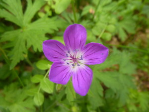 fleur 8
